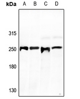 WB - Anti-GCP6 Antibody AP60691