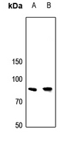 WB - Anti-APBB2 Antibody AP60749