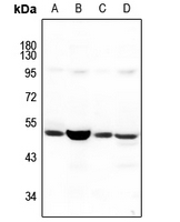 WB - Anti-NBPF5 Antibody AP60770