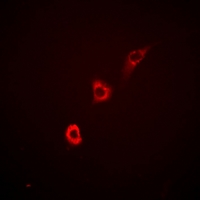 IF - Anti-ITPKA Antibody AP60870