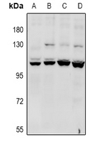 WB - Anti-CACNA2D4 Antibody AP61011