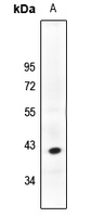 WB - Anti-PHLDA1 Antibody AP61203