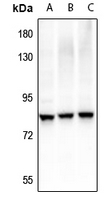 WB - Anti-RRN3 (pS649) Antibody AP61275