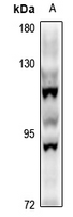 WB - Anti-STON1 Antibody AP61319
