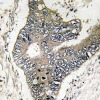 - Anti-GUF1 Antibody AP61333