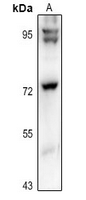 WB - Anti-GUF1 Antibody AP61333