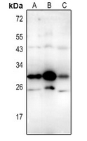 WB - Anti-CD337 Antibody AP61340