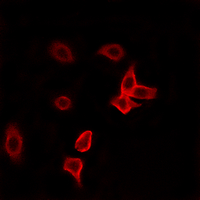 IF - Anti-KANK2 Antibody AP61469