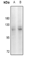 WB - Anti-KANK2 Antibody AP61469