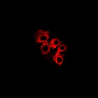 IF - Anti-C4BP beta Antibody AP61631