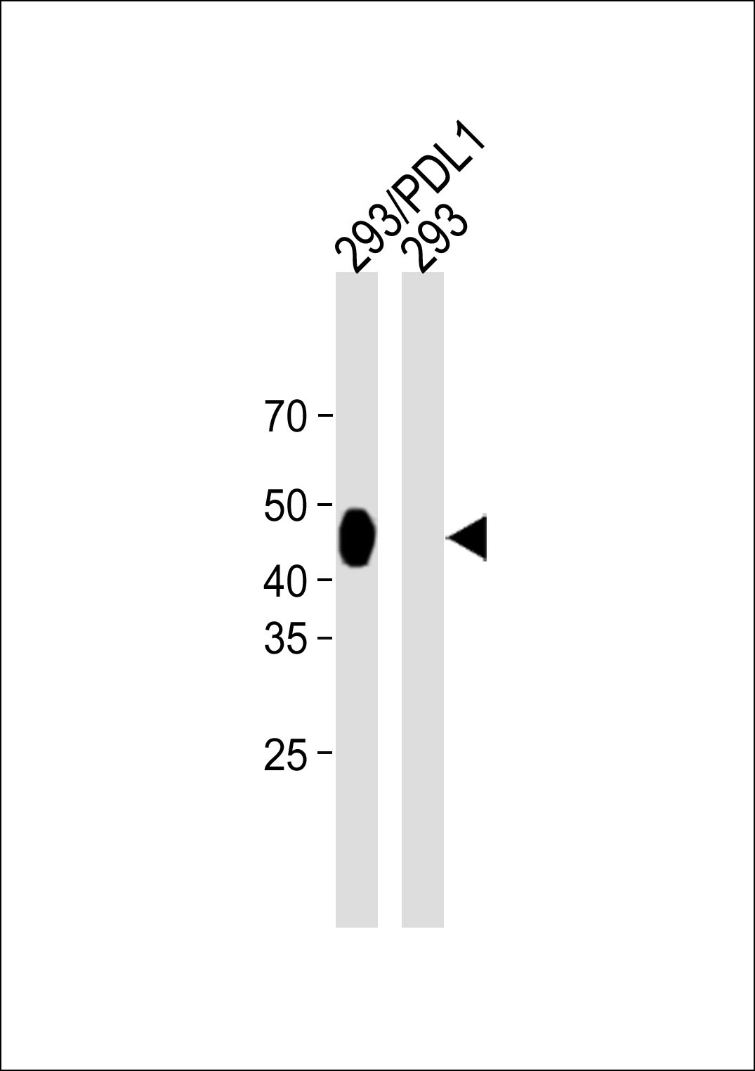 WB - Recombinant PD-L1 antibody [AC37] AP80075