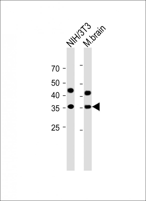 WB - GAPDH Antibody, HRP Conjugate AM8501b