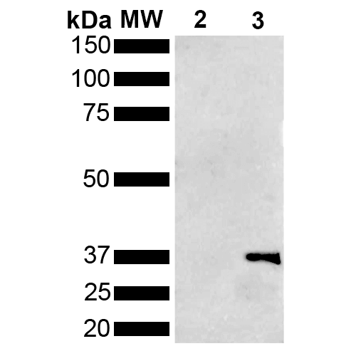 WB - Metallothionein Antibody ASM10676