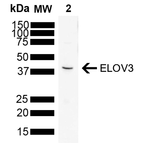 WB - ELOVL3 Antibody ASM10680