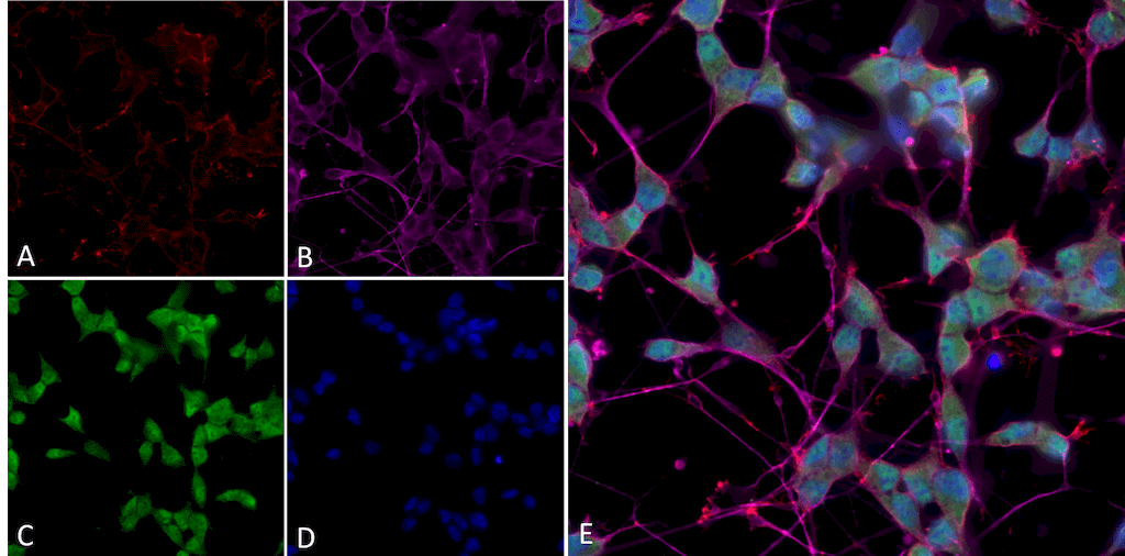  - Thyroid Hormone Receptor Antibody ASM10686