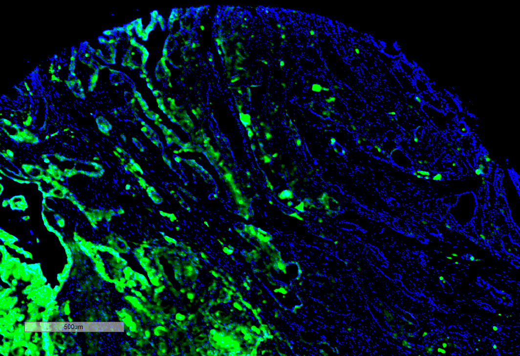 IHC - Thyroid Hormone Receptor Antibody ASM10686