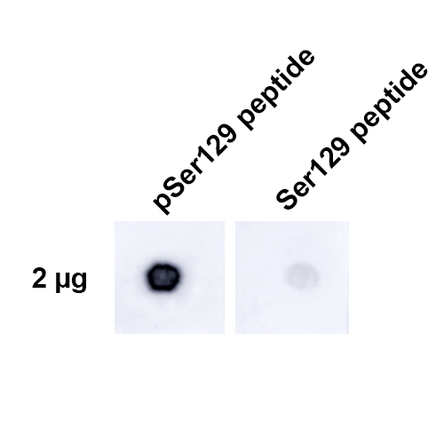 DB - Alpha Synuclein Antibody (pSer129) ASM10689