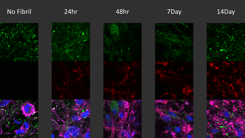  - Alpha Synuclein Antibody (pSer129) ASM10689