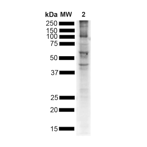 WB - Alpha Synuclein Antibody (pSer129) ASM10689