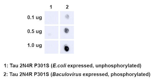 DB - Tau Antibody (pSer202/ pThr205) ASM10690
