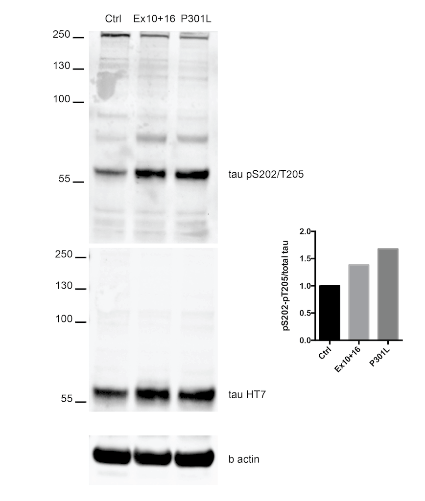 WB - Tau Antibody (pSer202/ pThr205) ASM10690