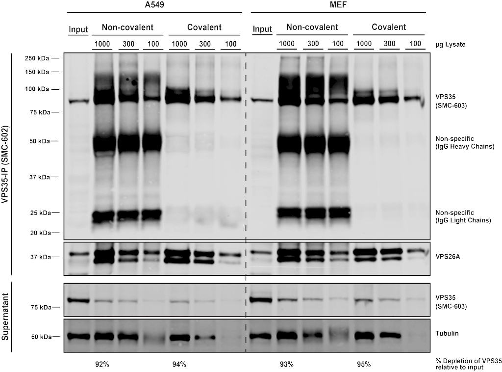 IP - VPS35 Antibody ASM10691