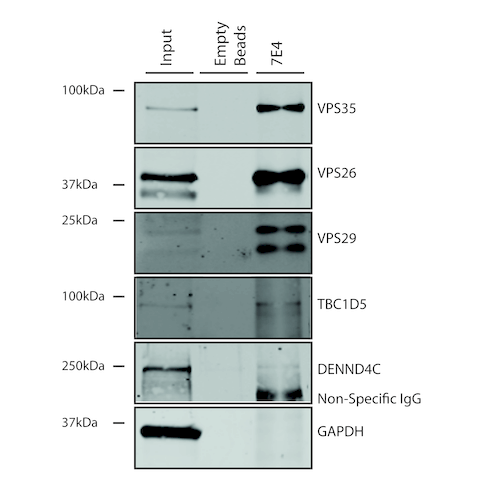 IP - VPS35 Antibody ASM10691