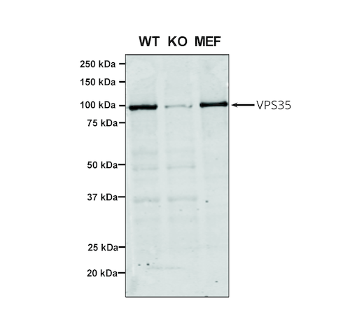 WB - VPS35 Antibody ASM10691