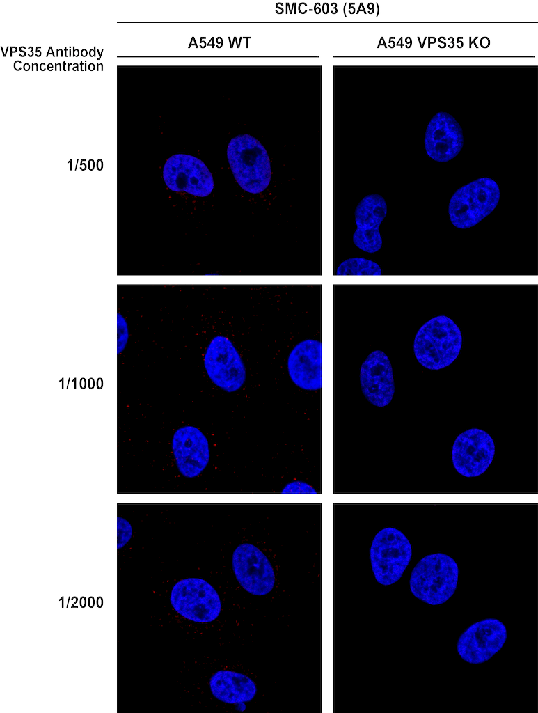  - VPS35 Antibody ASM10692