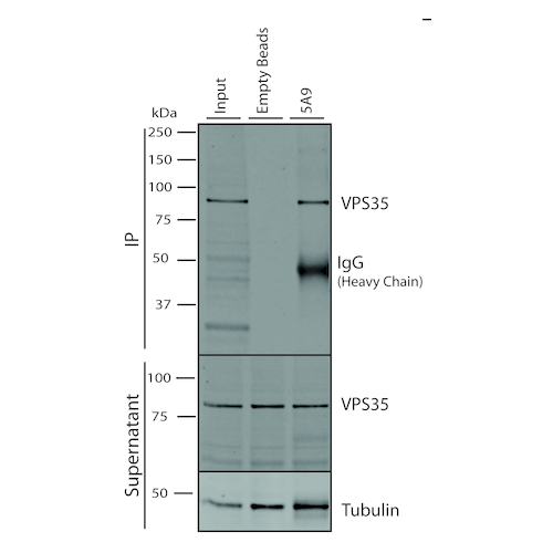 IP - VPS35 Antibody ASM10692