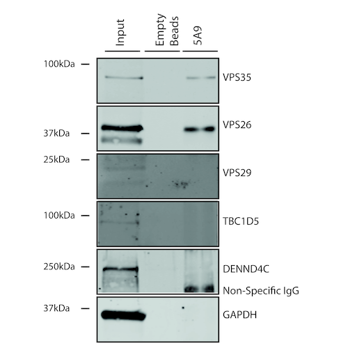 IP - VPS35 Antibody ASM10692
