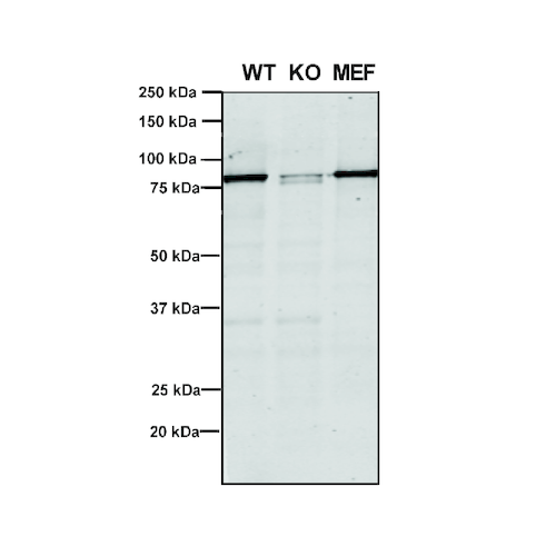 WB - VPS35 Antibody ASM10692