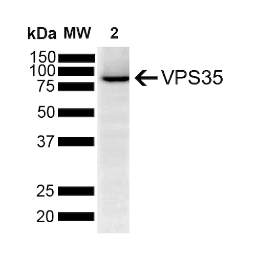 WB - VPS35 Antibody ASM10692