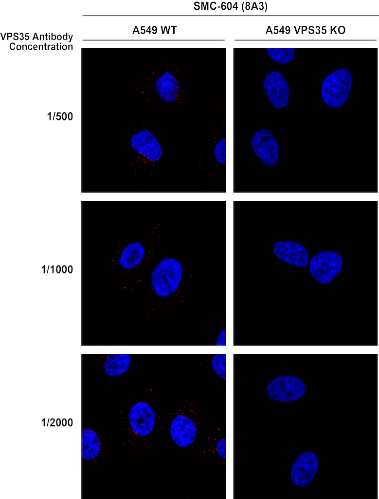  - VPS35 Antibody ASM10693