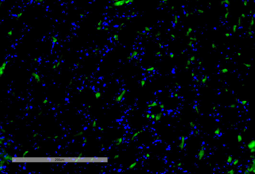 IHC - VPS35 Antibody ASM10693