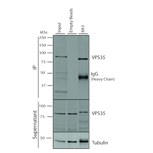 IP - VPS35 Antibody ASM10693