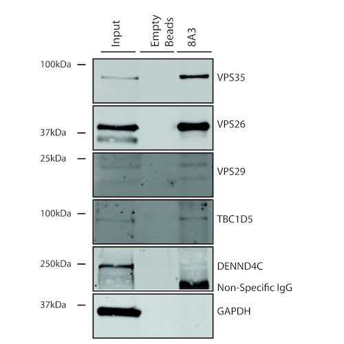 IP - VPS35 Antibody ASM10693