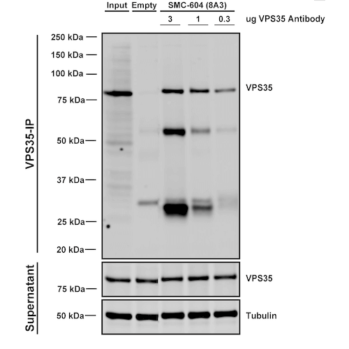 IP - VPS35 Antibody ASM10693