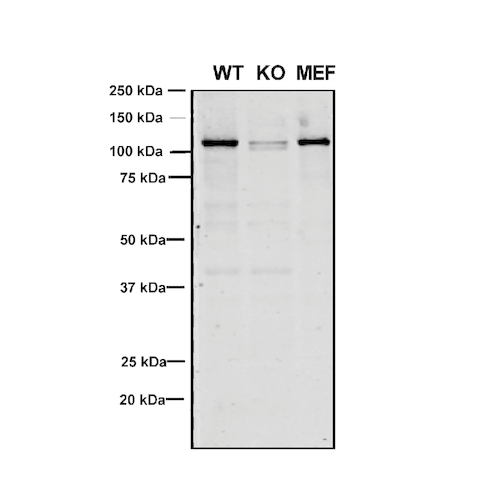 WB - VPS35 Antibody ASM10693