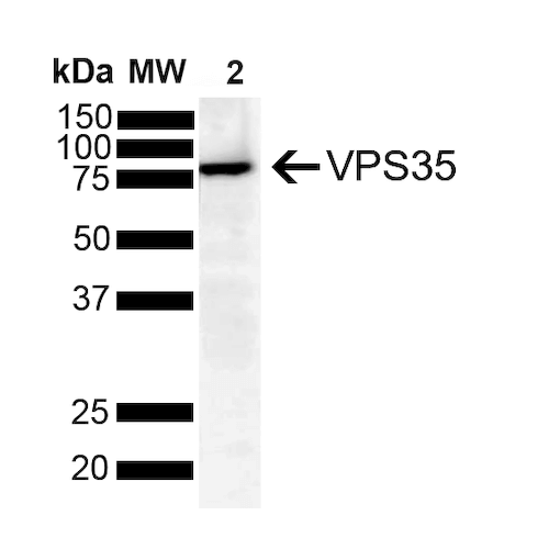 WB - VPS35 Antibody ASM10693