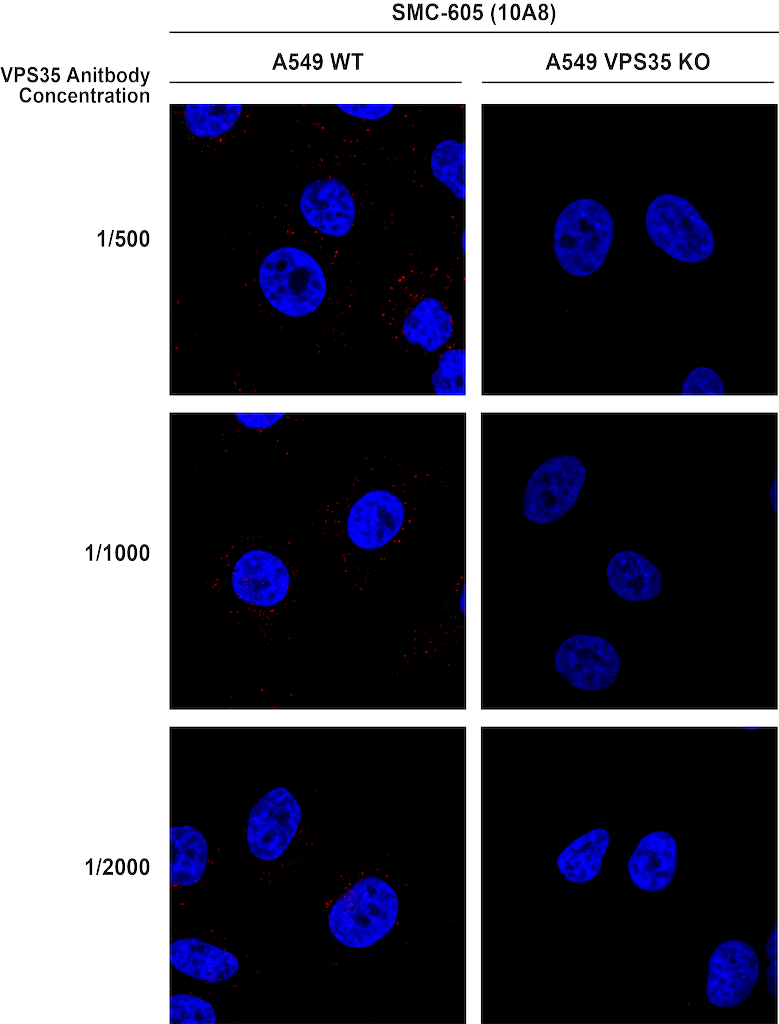  - VPS35 Antibody ASM10694
