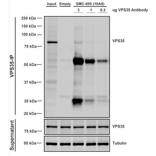 IP - VPS35 Antibody ASM10694