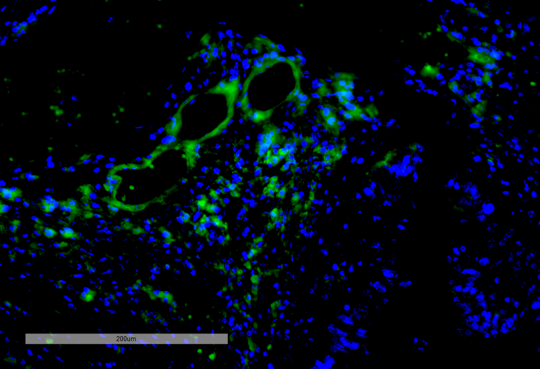 IHC - VPS35 Antibody ASM10695