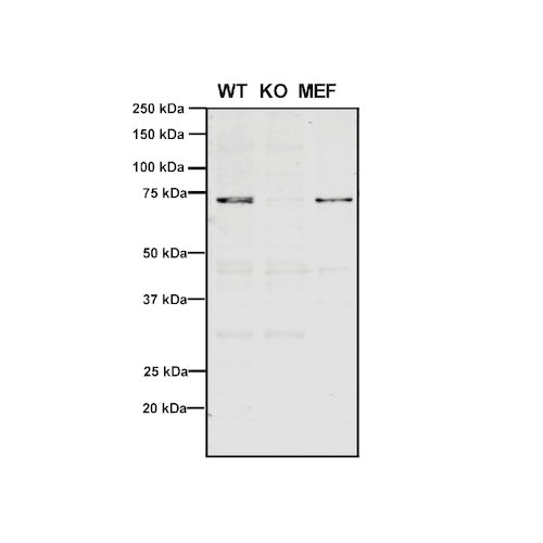 WB - VPS35 Antibody ASM10695