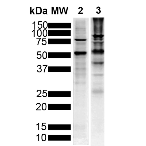 WB - Tau Antibody ASM10696