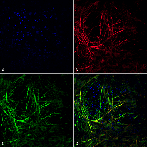  - Tau Antibody ASM10697