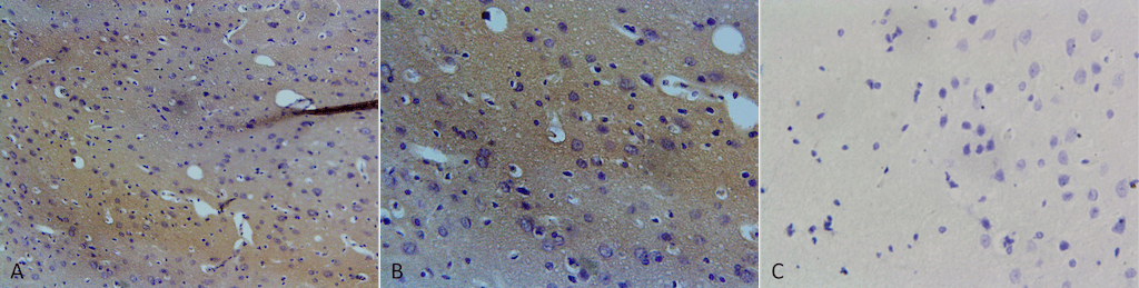 IHC - NOS1/ nNOS Antibody ASM10698