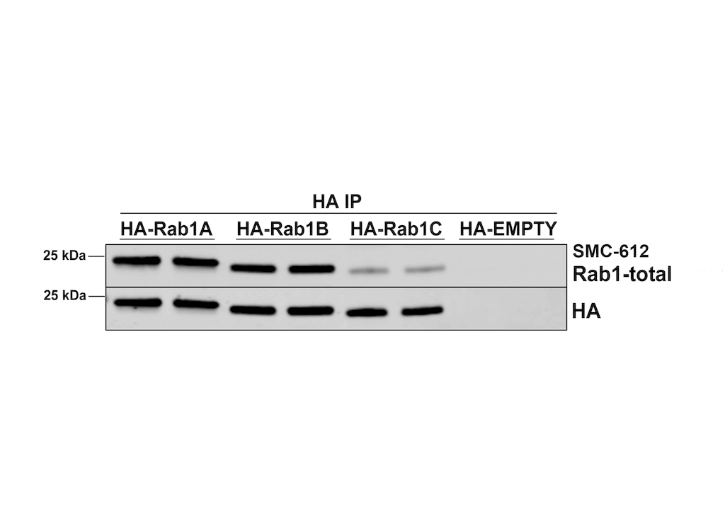 IP - RAB1A Antibody ASM10701