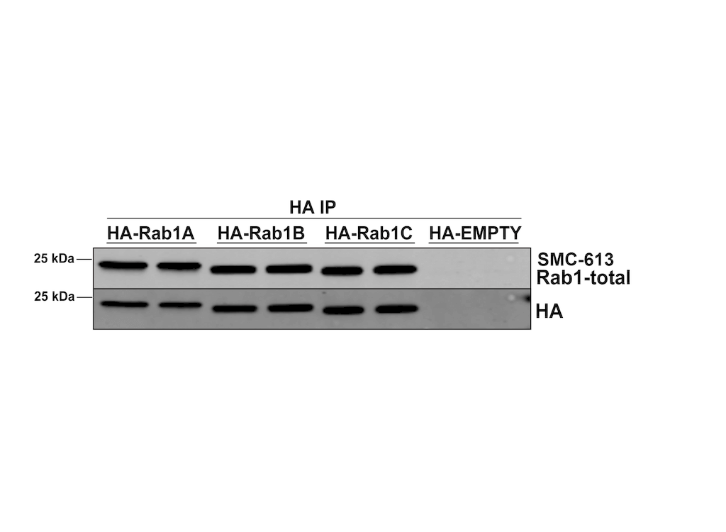 IP - RAB1A Antibody ASM10702