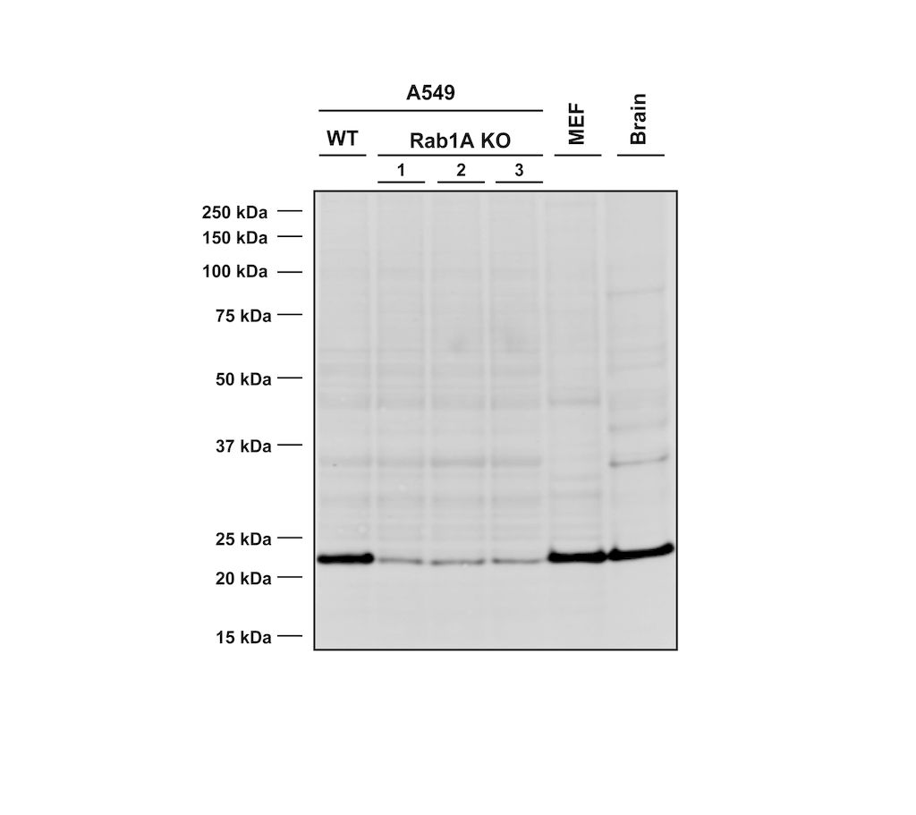 WB - RAB1A Antibody ASM10702